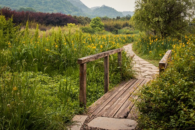 china, meadow, guizhou