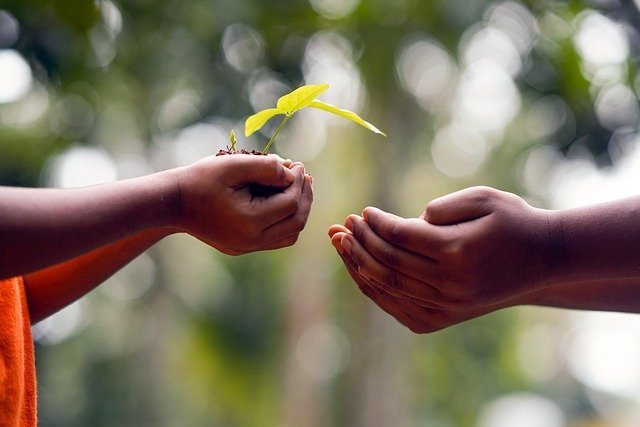 Two hands gently hold a small seedling in fertile soil, symbolizing growth, care, and generosity. The image represents planting hope and working together to build a future.